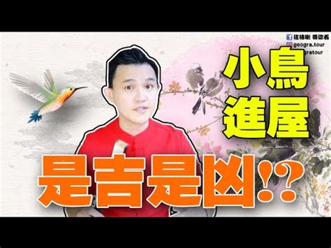 鳥自己飛來|【小鳥跑進家裡】小鳥闖進家裡，是什麼吉兆還是凶兆？教你看懂。